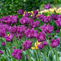 Tulp crown of negrita 5 bollen - afbeelding 3