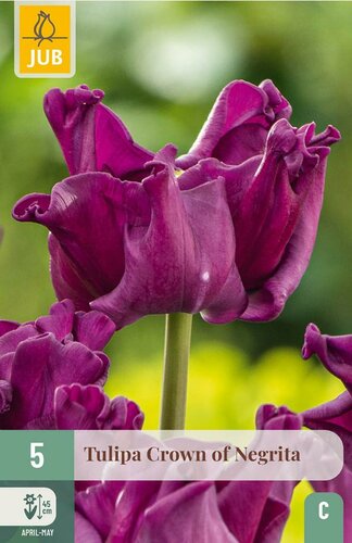 Tulp crown of negrita 5 bollen - afbeelding 2