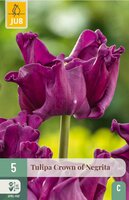 Tulp crown of negrita 5 bollen - afbeelding 2