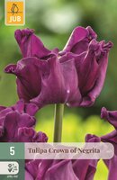 Tulp crown of negrita 5 bollen