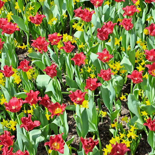 Tulp crown red dress 5 bollen - afbeelding 3