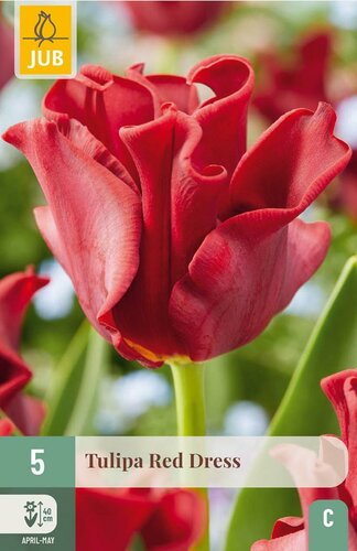 Tulp crown red dress 5 bollen - afbeelding 2