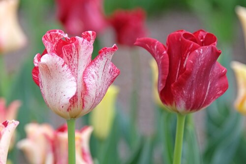 Tulp crown striped crown 12 bollen - afbeelding 2