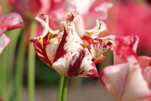 Tulp crown striped crown 12 bollen - afbeelding 3