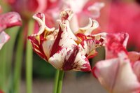 Tulp crown striped crown 12 bollen - afbeelding 3