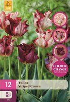 Tulp crown striped crown 12 bollen