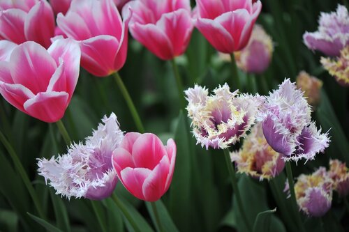 Tulp crunchy cummins 5 bollen - afbeelding 2
