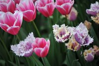 Tulp crunchy cummins 5 bollen - afbeelding 2