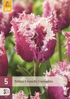 Tulp crunchy cummins 5 bollen