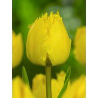 Tulp Crystal star 7 bollen - afbeelding 2