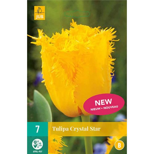 Tulp Crystal star 7 bollen - afbeelding 1