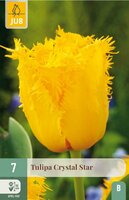 Tulp Crystal star 7 bollen - afbeelding 4