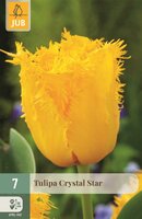 Tulp Crystal star 7 bollen