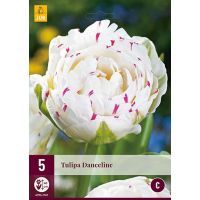 TULIPA DANCELINE