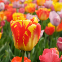 Tulp darwin hybrid mix 15 bollen - afbeelding 2