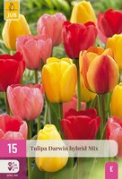 Tulp darwin hybrid mix 25 bollen