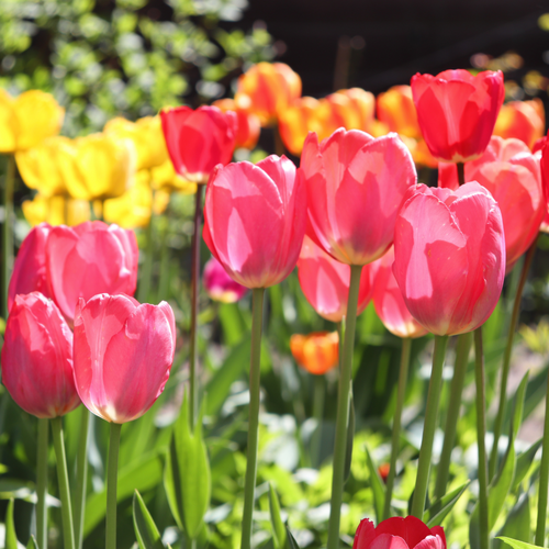 Tulp Darwin Hybride Mix 7 bollen - afbeelding 2