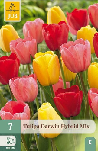 Tulp Darwin Hybride Mix 7 bollen