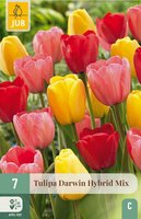 Tulp Darwin Hybride Mix 7 bollen