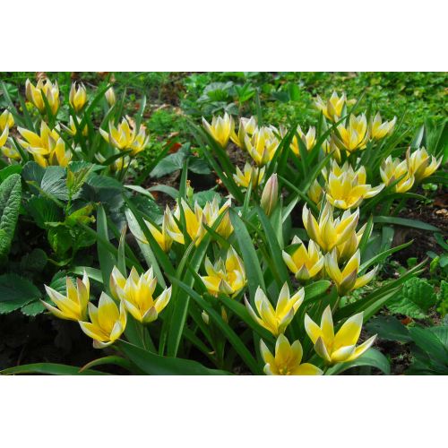 Tulp dasystemon tarda 10 bollen - afbeelding 2