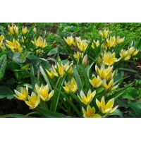 Tulp dasystemon tarda 10 bollen - afbeelding 2