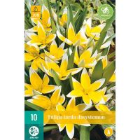 Tulp dasystemon tarda 10 bollen - afbeelding 2