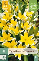 Tulp dasystemon tarda 10 bollen - afbeelding 3