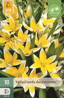 Tulp dasystemon tarda 10 bollen