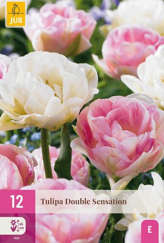 Tulp double Sensation 12 bollen - afbeelding 2