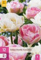 Tulp double Sensation 12 bollen - afbeelding 2