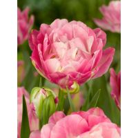 Tulp double sugar 5 bollen - afbeelding 2