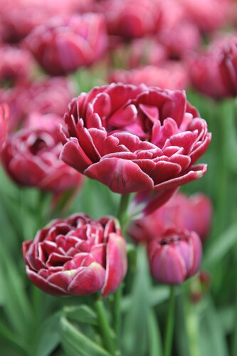 TULIPA DREAM TOUCH