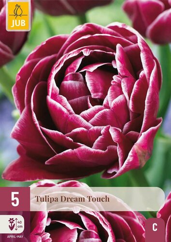 Tulp Dream Touch 5 bollen - afbeelding 3