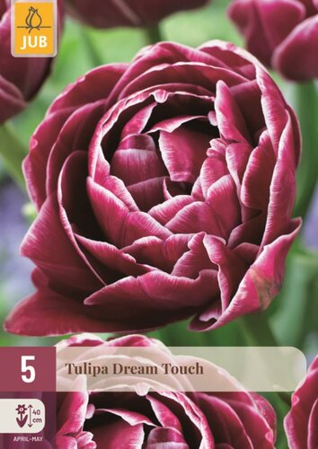 TULIPA DREAM TOUCH