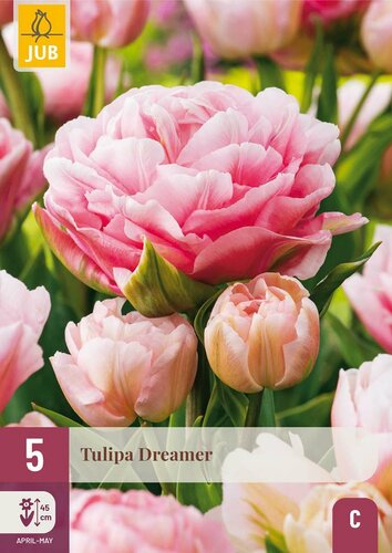 Tulp Dreamer 5 bollen - afbeelding 3