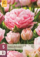 TULP DREAMER