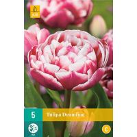 Tulp Drumline 5 bollen - afbeelding 2