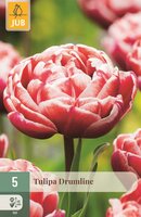 Tulp Drumline 5 bollen