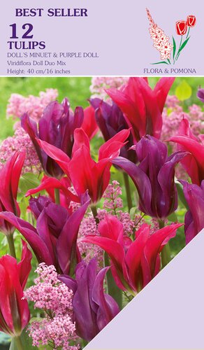 Tulp duo 2x6 Viridiflora Doll mix 12 bollen
