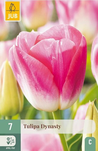 Tulp dynasty 7 bollen - afbeelding 3