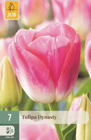 Tulp dynasty 7 bollen
