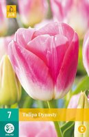 Tulp dynasty 7 bollen - afbeelding 2