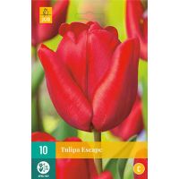 Tulp Escape 10 bollen - afbeelding 2