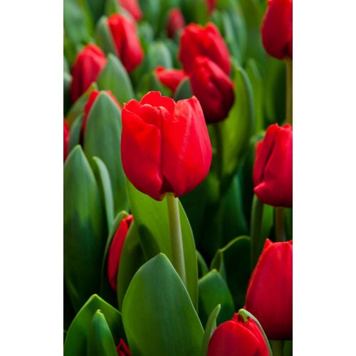 Tulp Escape 7 bollen - afbeelding 2