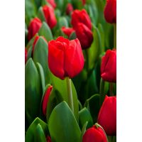 Tulp Escape 7 bollen - afbeelding 2