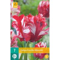 Tulp Estella Rijnveld 7 bollen - afbeelding 3