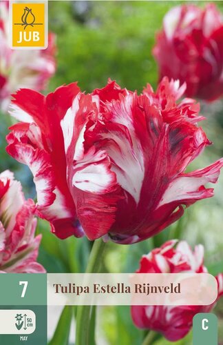 Tulp Estella Rijnveld 7 bollen - afbeelding 4