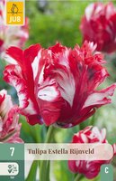 Tulp Estella Rijnveld 7 bollen - afbeelding 4