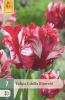 Tulp Estella Rijnveld 7 bollen