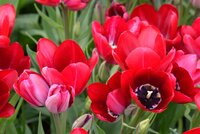 FIERY CLUB TULIPA